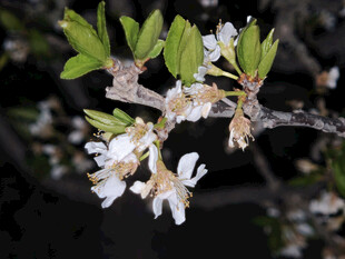 枝头绽放的白色小花