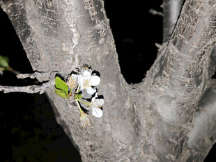 树枝上绽放的白色花朵