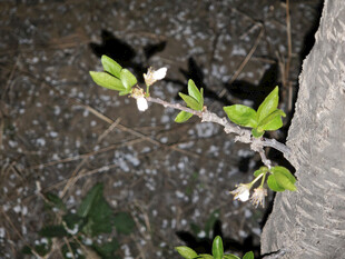 暗夜中绽放的枝头花朵