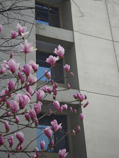 窗前绽放的粉嫩玉兰花