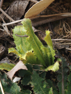 嫩绿带刺的新生南瓜藤