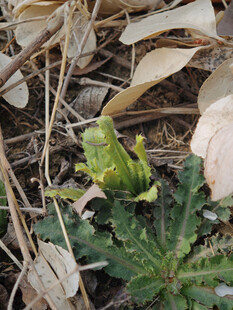枯叶中绽放的绿色小花