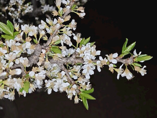 枝头绽放的白色繁花