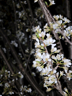 枝头绽放的洁白花朵