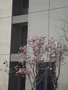 墙边绽放的粉嫩玉兰花