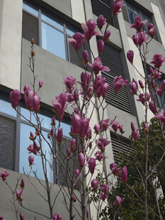 楼前绽放的娇艳玉兰花