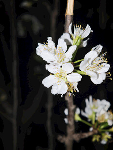 枝头绽放的洁白花朵