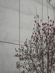 墙边绽放的带花枝条