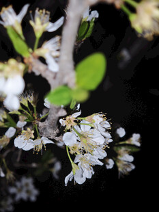 枝头绽放的白色小花