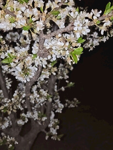 夜下绽放的洁白花枝