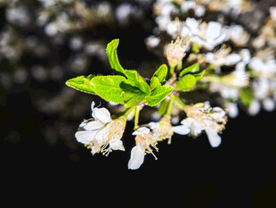 枝头绽放的白色小花
