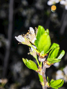 枝头蝴蝶停驻于绿叶间
