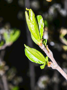 嫩绿新芽绽枝头