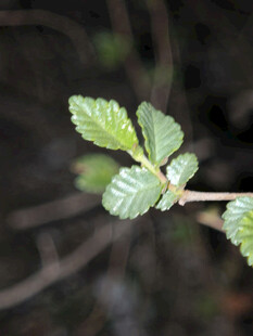 嫩绿新芽枝头绽