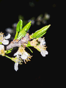 枝头绽放的白色小花