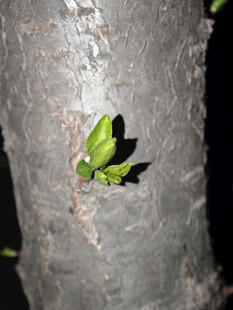 树干上的嫩绿新叶