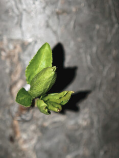 石缝中新生的嫩绿叶片