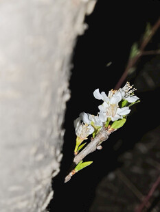 墙角绽放的白色小花