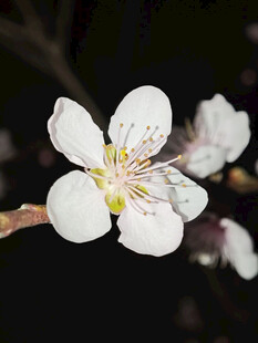 白色杏花特写
