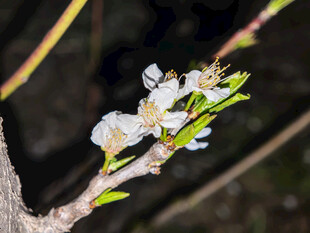 枝头绽放的娇嫩白色花朵