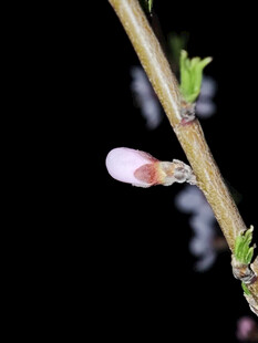 枝头粉嫩花芽初绽