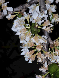 夜间绽放的素雅白色花朵