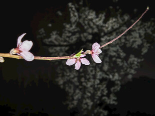 夜下桃花枝