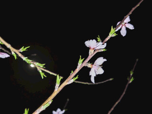 夜下绽放的素雅花枝