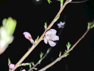 枝头绽放的粉嫩桃花
