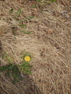 枯草中绽放的黄色小花