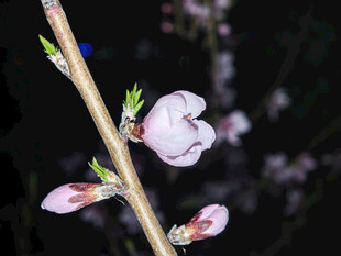 枝头粉嫩桃花初绽