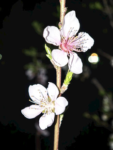 枝头绽放的素雅桃花