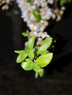 嫩绿枝叶与繁花初绽