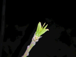 嫩绿新芽破土而出