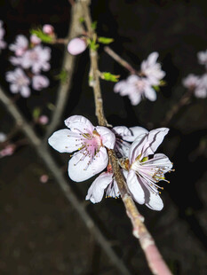 枝头绽放的粉嫩樱花