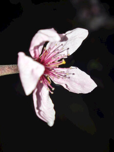 娇艳桃花特写