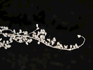 优雅白色花枝装饰图案