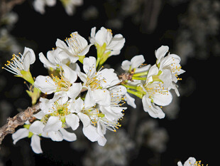 洁白绽放的美丽枝头花朵