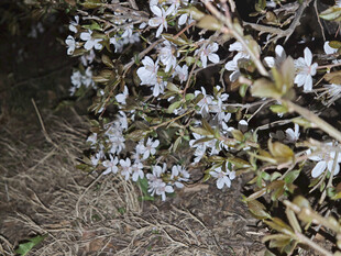 地面绽放的白色簇状小花