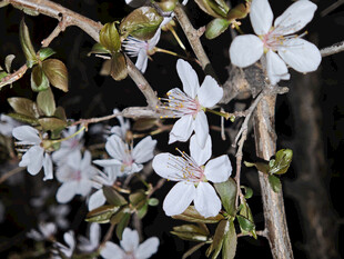 白色小花绽放枝头