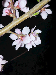 夜下绽放的粉嫩桃花