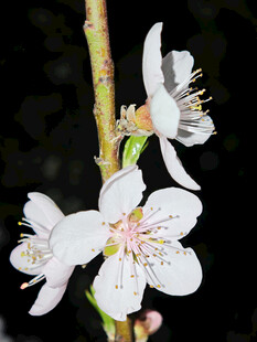白色桃花特写