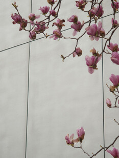 墙边绽放的粉嫩玉兰花