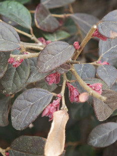 紫叶植物上的粉色小花