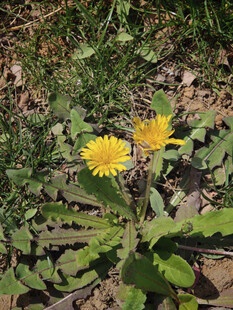 草地上的两朵黄色蒲公英