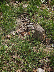 草地上的树桩与动物骨骼