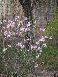 绽放的粉色花枝