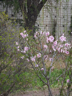绽放的粉色玉兰花
