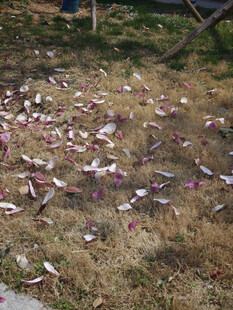地上散落的粉色花瓣