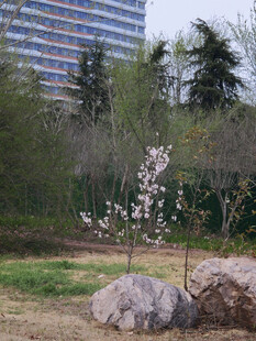 城市中绽放的春日花卉景观